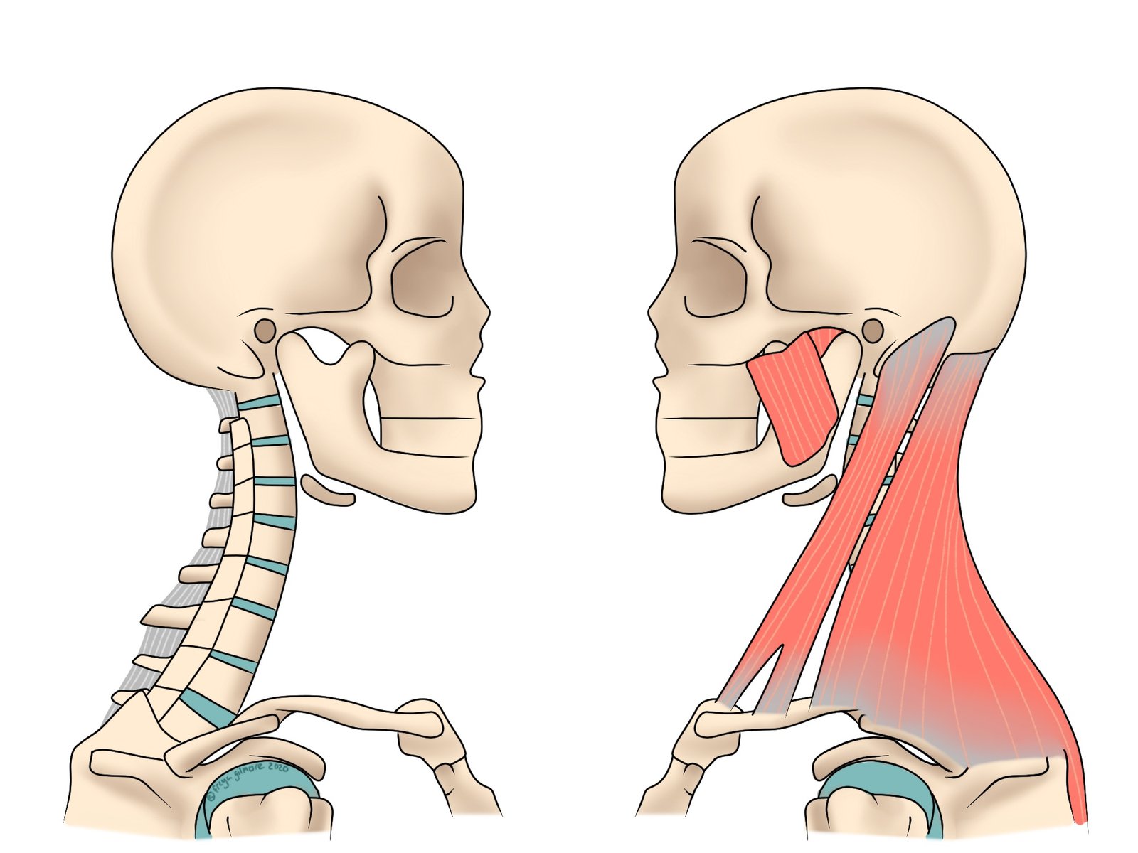 Soft tissues and bones involved in neck pain