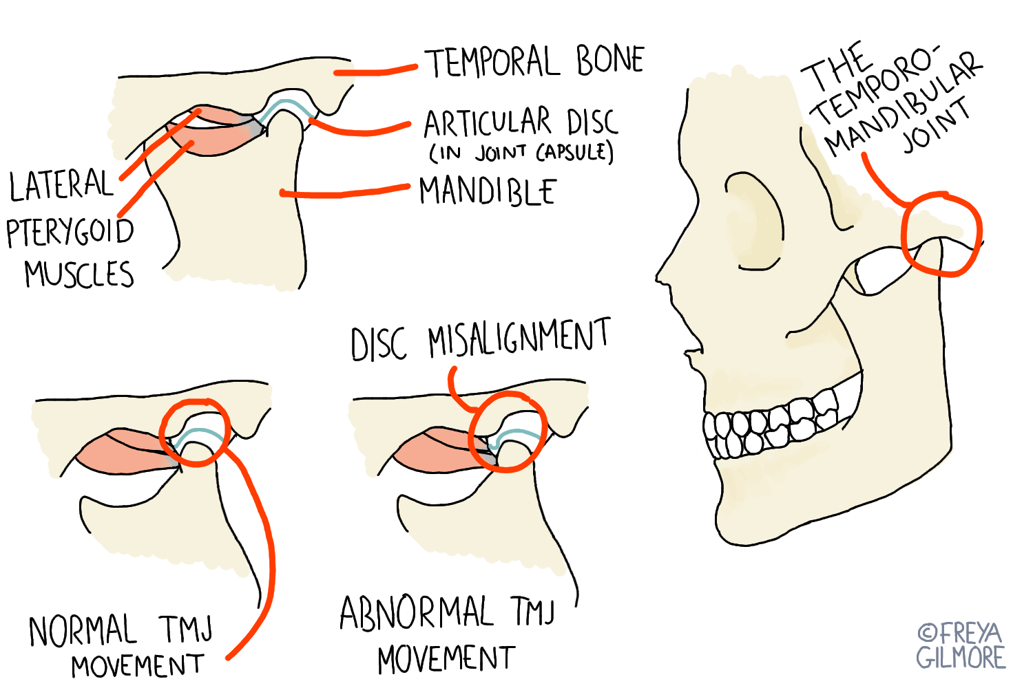 Jaw Pain Symptoms Causes Diagnosis And Treatment 46 OFF