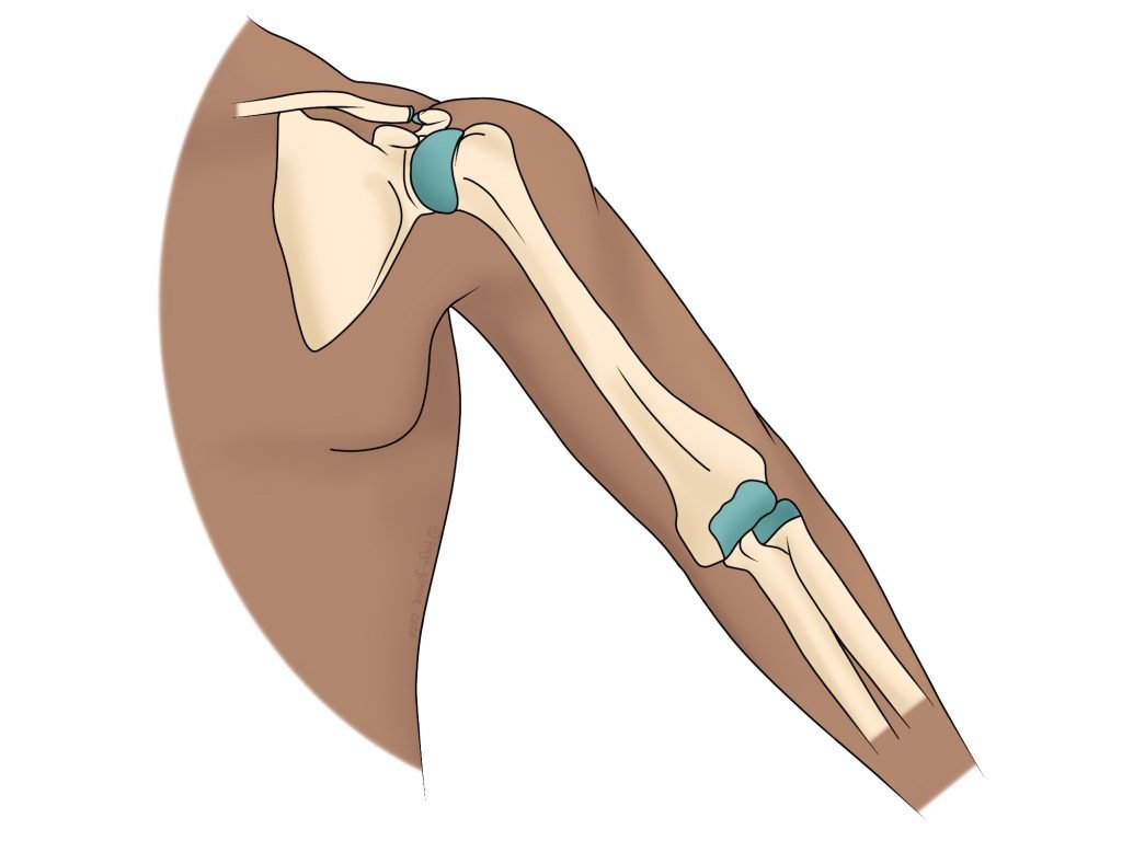 Joints of the shoulder and elbow